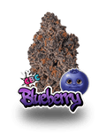 BLUEBERRY CBC - Le QG CBD