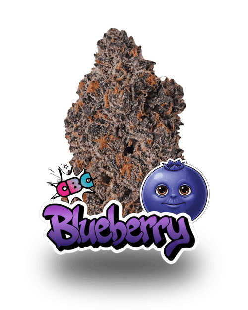 BLUEBERRY CBC - Le QG CBD