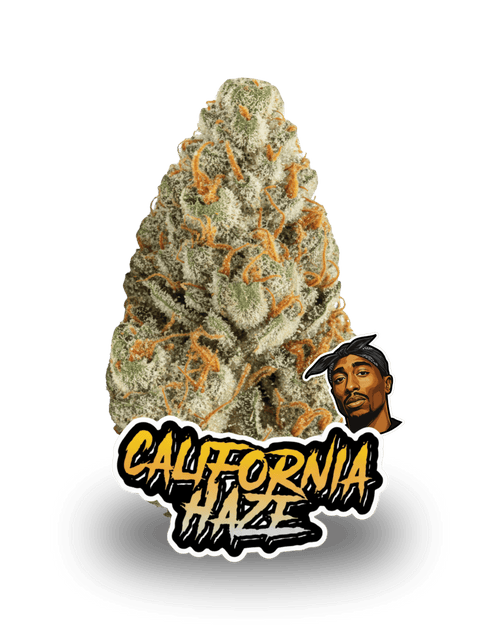 CALIFORNIA HAZE - Le QG CBD