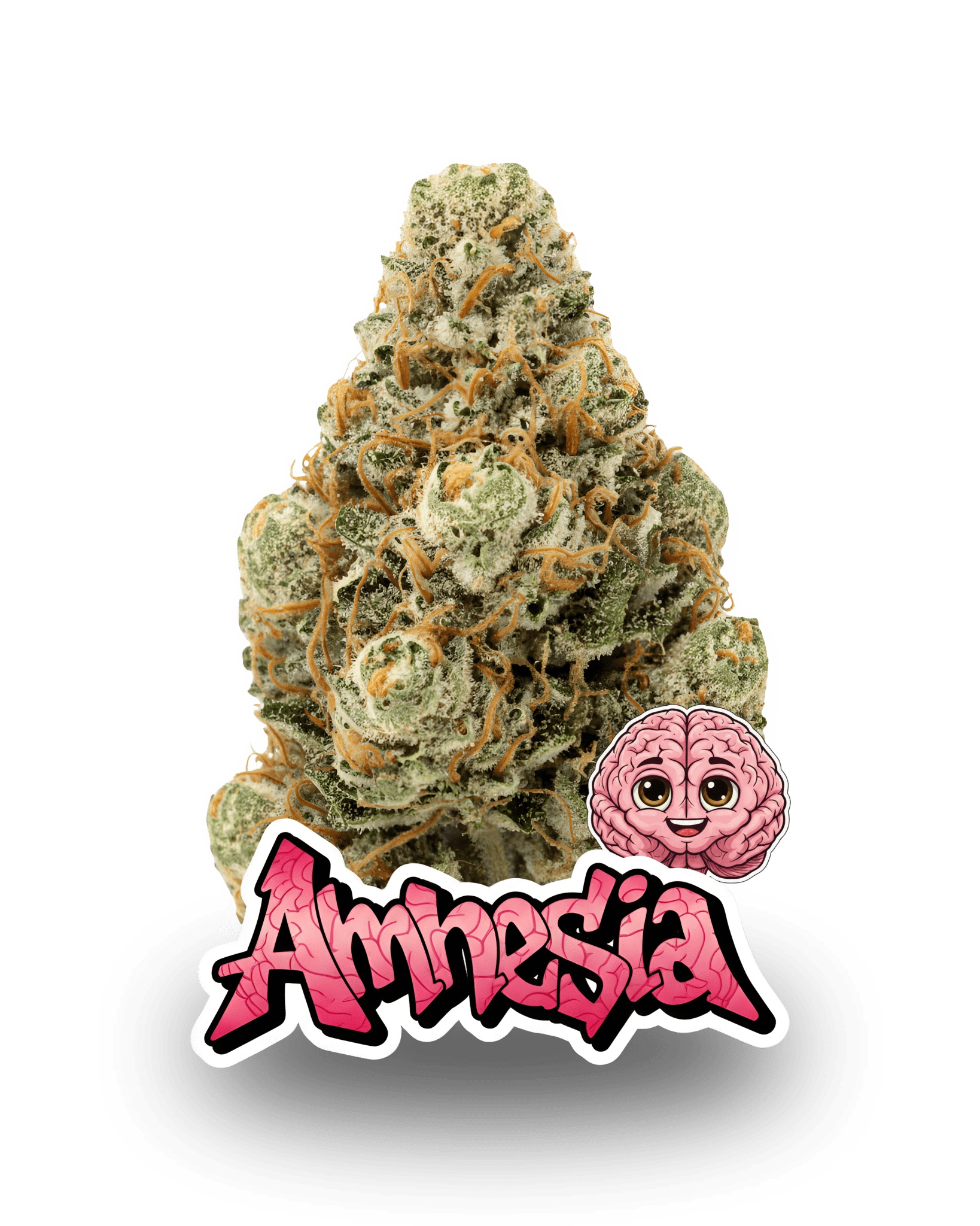 L'AMNESIA - Le QG CBD